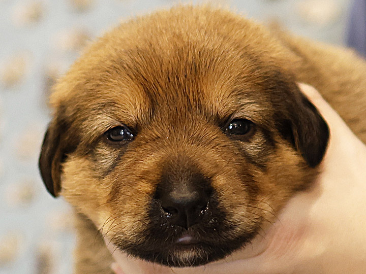 chinook puppy